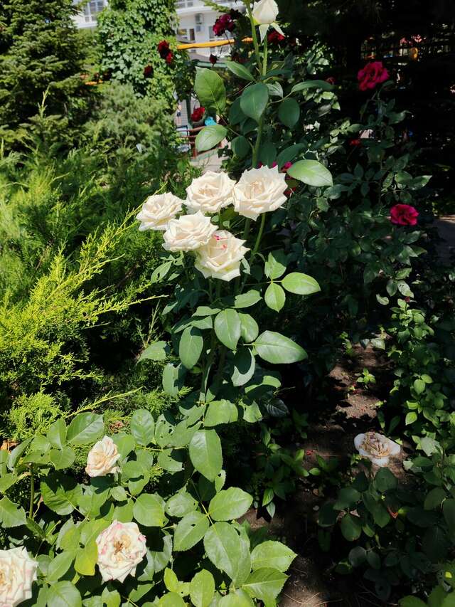 Гостиница Марина Витязево-246